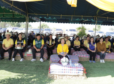เกี่ยวข้าวของสมาชิกโครงการระบบส่งเสริมเกษตรแบบแปลงใหญ่สกก.เมืองอุตรดิตถ์ จำกัด ... พารามิเตอร์รูปภาพ 3